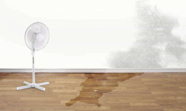 Best Water damage cleanup near me  in Contoocook, NH
